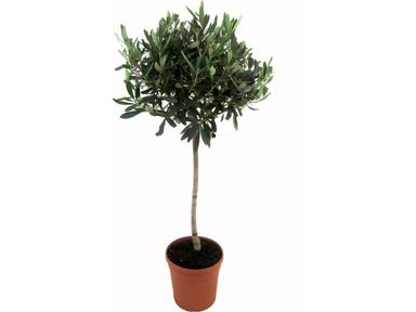 2x-olivenbaum-8090-cm