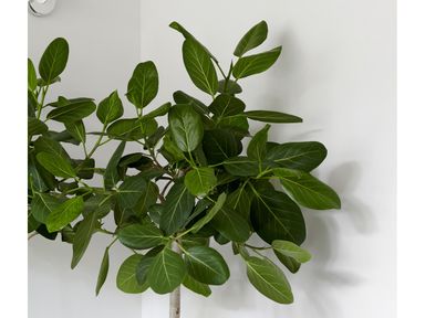 herbie-feigenbaum-90100-cm