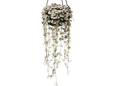chinees-lantaarnplantje-ceropegia-20-30-cm