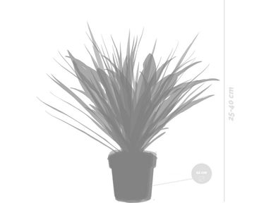dracaena-kamerplantenmix-4-delig