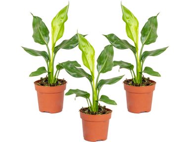 paradijsvogelplant-strelitzia-15-20-cm-3-delig