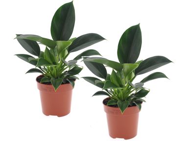 2x-philodendron-green-princess-25-35-cm