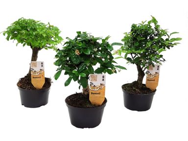 3x-chinees-bonsaiboompje-15-25-cm