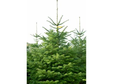 echte-nordmann-kerstboom-145-165-cm-wk-48