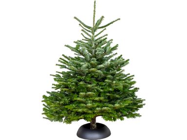echte-nordmann-kerstboom-140-150-cm