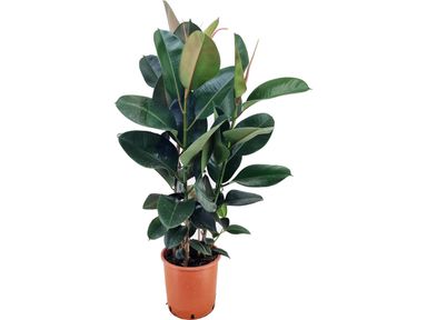 gummibaum-robusta-80100-cm