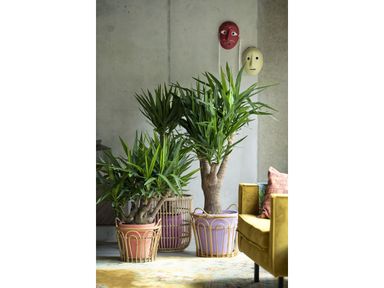 yucca-palme-7090-cm