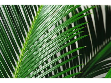 2x-japanischer-palmfarn-5060-cm