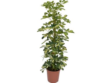 vingerplant-schefflera-90-100-cm