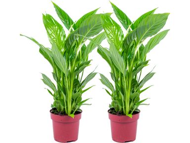 2x-spathiphyllum-strauss-lepelplant-45-cm