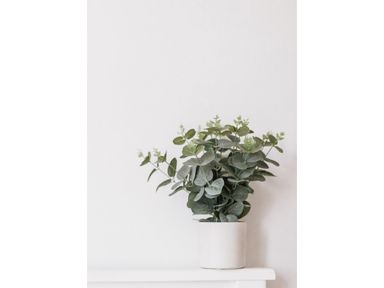 2x-eukalyptus-40-cm