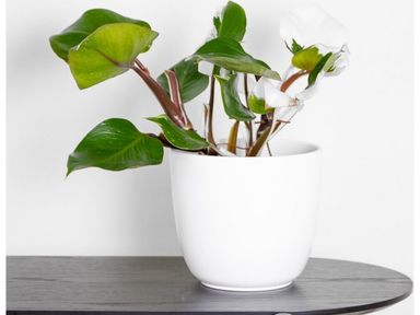 philodendron-white-knight-30-40-cm