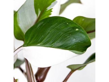 philodendron-white-knight-3040-cm