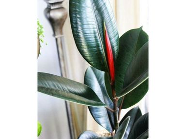 gummibaum-robusta-80100-cm