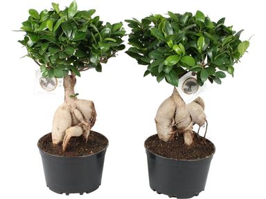 2x-japanse-bonsai-35-45-cm