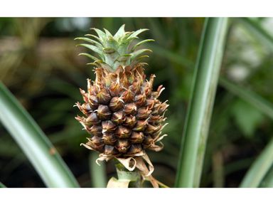 2x-anti-schnarch-ananaspflanze-3040-cm