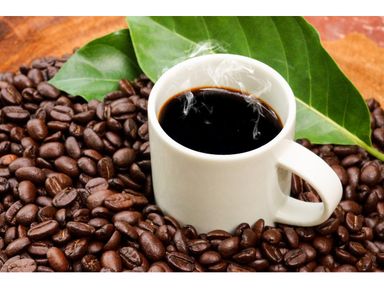 2x-kaffeepflanze-2540-cm