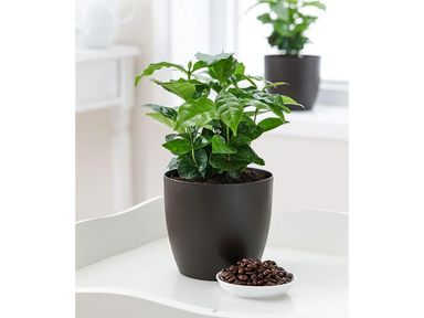 2x-kaffeepflanze-2540-cm