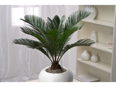 2x-japanischer-palmfarn-5060-cm