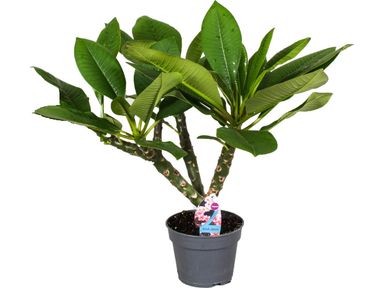 frangipani-plumeria-55-70-cm