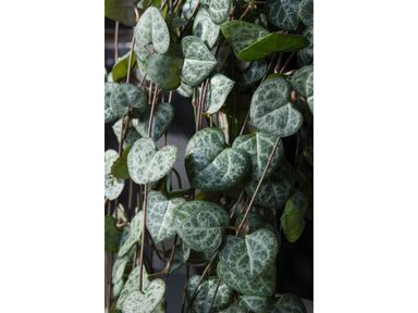 chinees-lantaarnplantje-ceropegia-20-30-cm