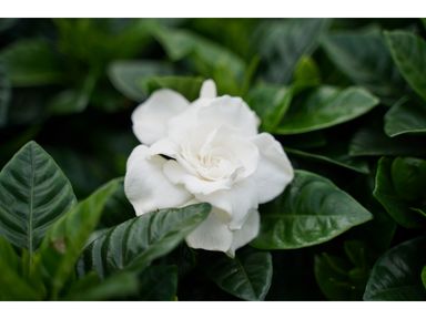2x-gardenia-jasminoides-25-40-cm