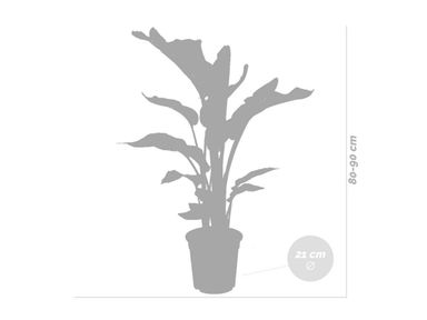 paradijsvogelplant-strelitzia-80-90-cm