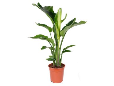 paradijsvogelplant-strelitzia-80-90-cm