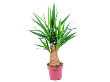 palmlelie-yucca-60-cm