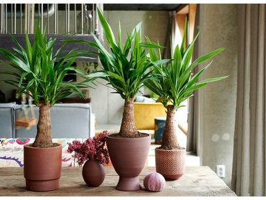 palmlilie-yucca-60-cm