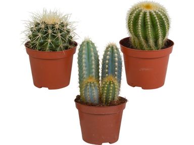 3x-kaktus-mix-set-1020-cm
