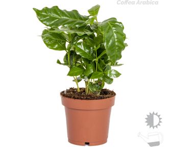 tropische-kamerplantenmix-4-delig