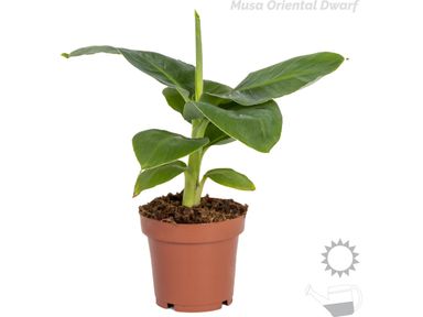 tropische-kamerplantenmix-4-delig
