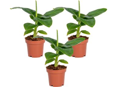 3x-bananenpflanze-1520-cm