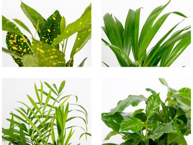 4x-tropische-pflanzen-mix-set-2540-cm