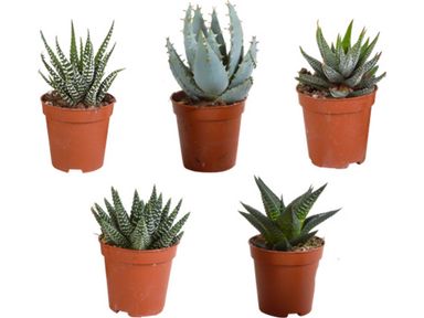 5x-vetplant-cactus-mix-5-10-cm