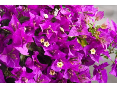 bougainvillea-violett-5060-cm