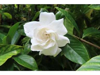 gardenia-jasminoides-50-60-cm
