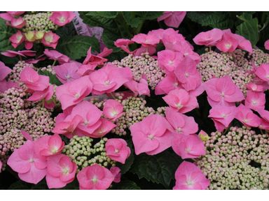 3x-hortensia-teller-roze