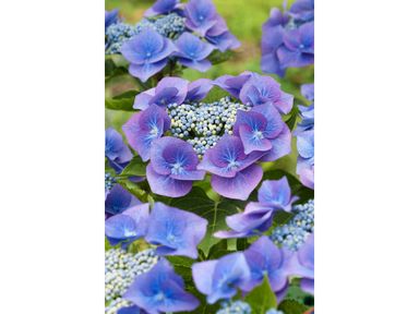 3x-hortensia-teller-blauw