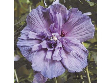 3x-hibiscus-blue-chiffon-20-25-cm