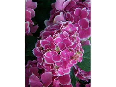 3x-hortensia-bicolor-rozewit-10-15-cm