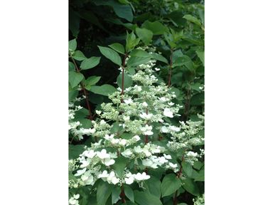 2x-pluimhortensia-wims-red-30-40-cm
