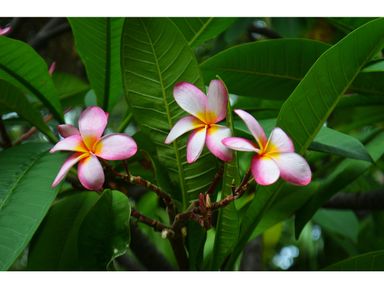 frangipani-hawaiian-5575-cm
