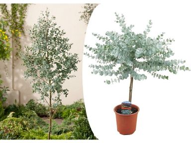 eukalyptus-azura-5565-cm