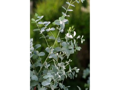 eukalyptus-azura-5565-cm