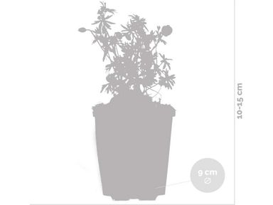3x-geranium-sanguineum-10-15-cm