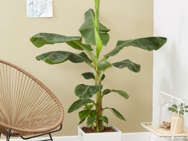 2x-musa-tropicana-bananenpflanze-6080-cm