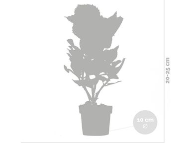 3x-hydrangea-macrophylla-early-blue-20-25-cm