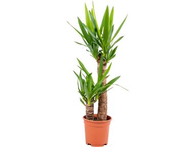 yucca-palme-tres-canas-7080-cm